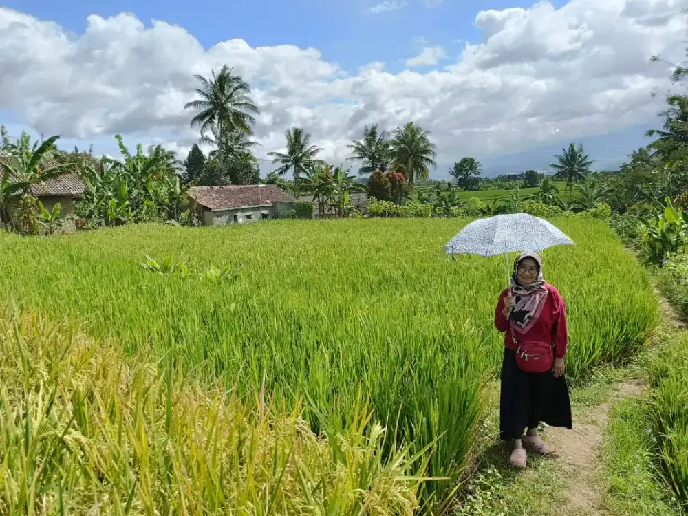 Dijual Tanah Aktif Produksi Sawah SHM Strategis Pinggir Jalan Mobil