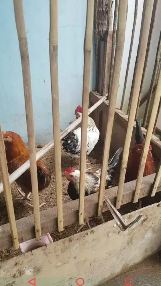 Ayam Elba Jantan Usia 3 bulan up, Gantheng dan Mulus