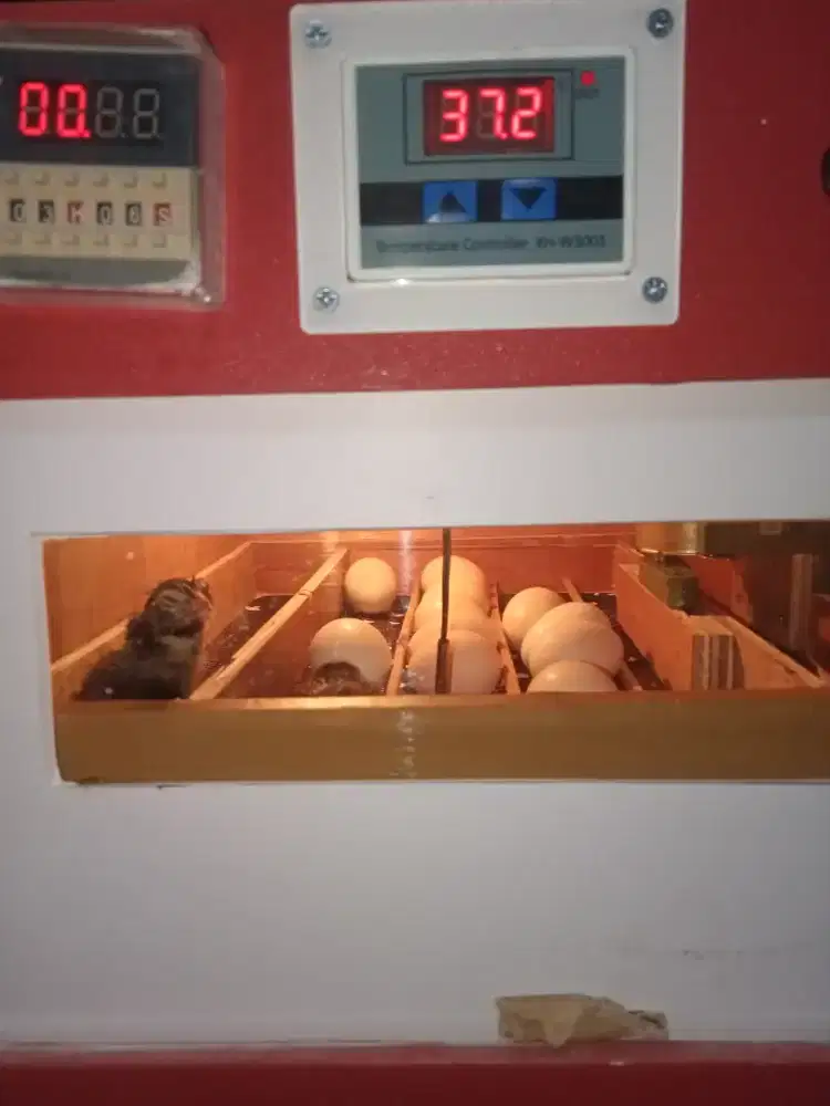 Mesin tetas full otomatis