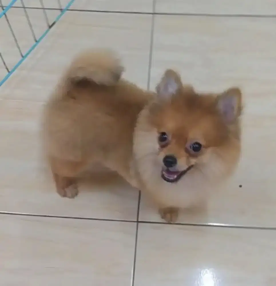Anjing super mini pom