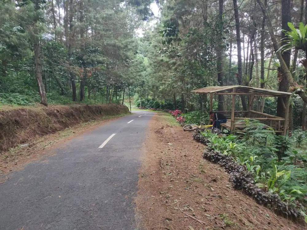 Tanah Kebun Produktif 2,6 Ha Pinggir Jln Provinsi -10 Menit Kota Bunga