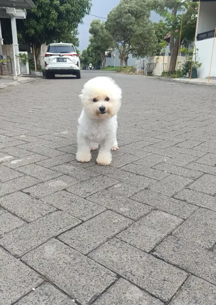 Jual Mini Bichon Frise Betina Cucu Import Korea
