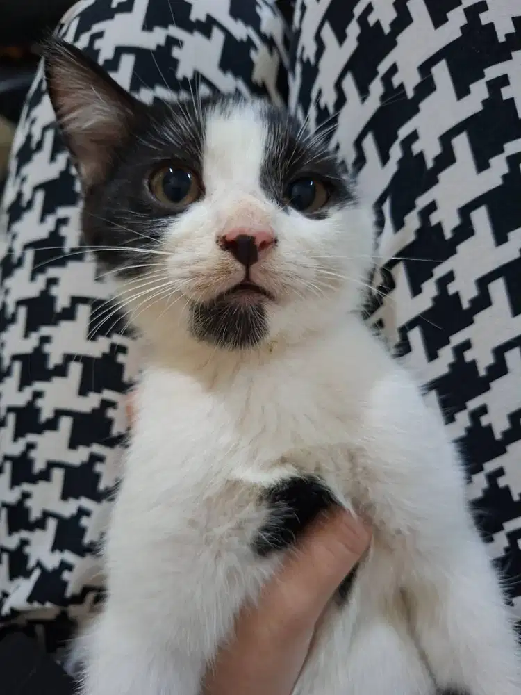 KUCING PERSIA DOMESTIK