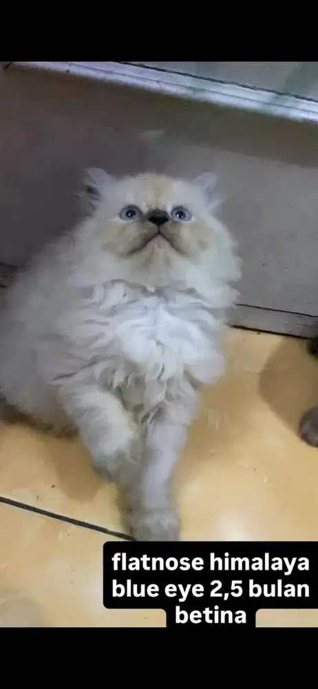 kucing himalaya flatnose