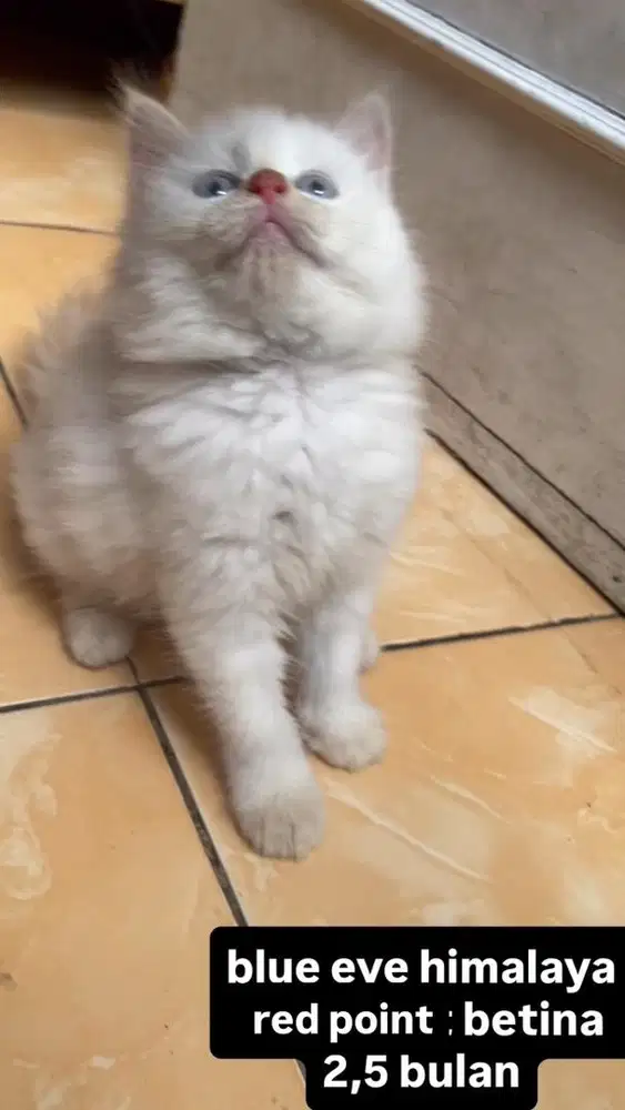 kucing persia kitten