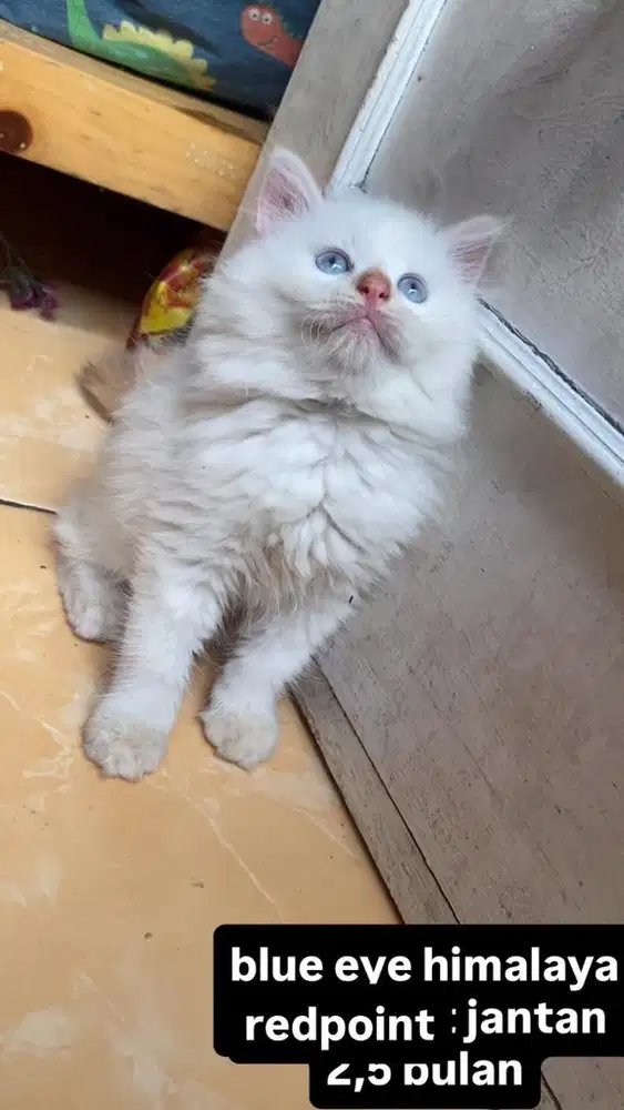 kucing persia kitten
