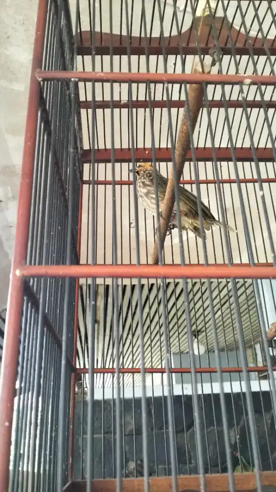 Cucak rowo betina dna