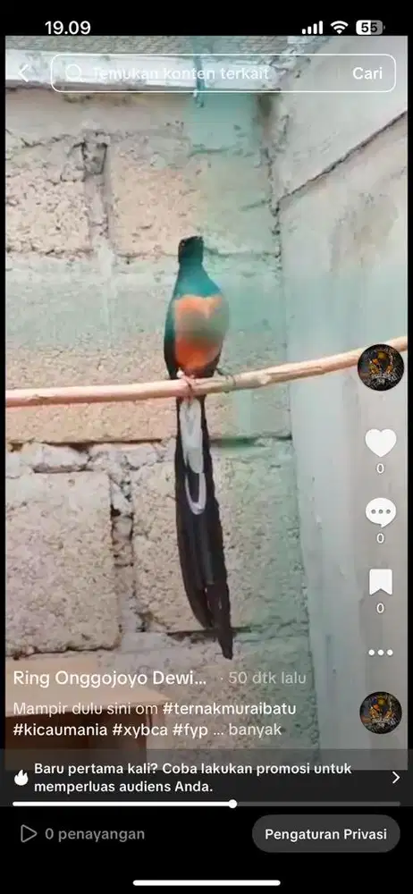 Trotolan Murai Batu Ekor Panjang Trah Fighter