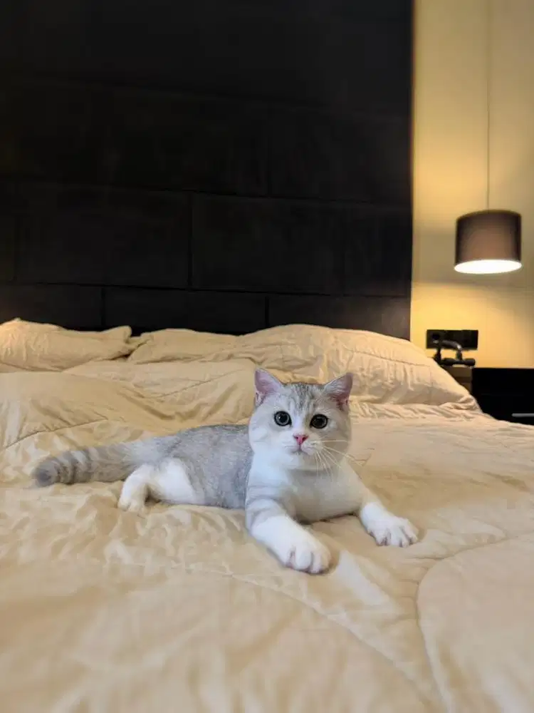 kucing british shorthair bsh