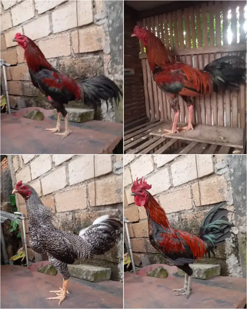 Ayam kampung jantan jago