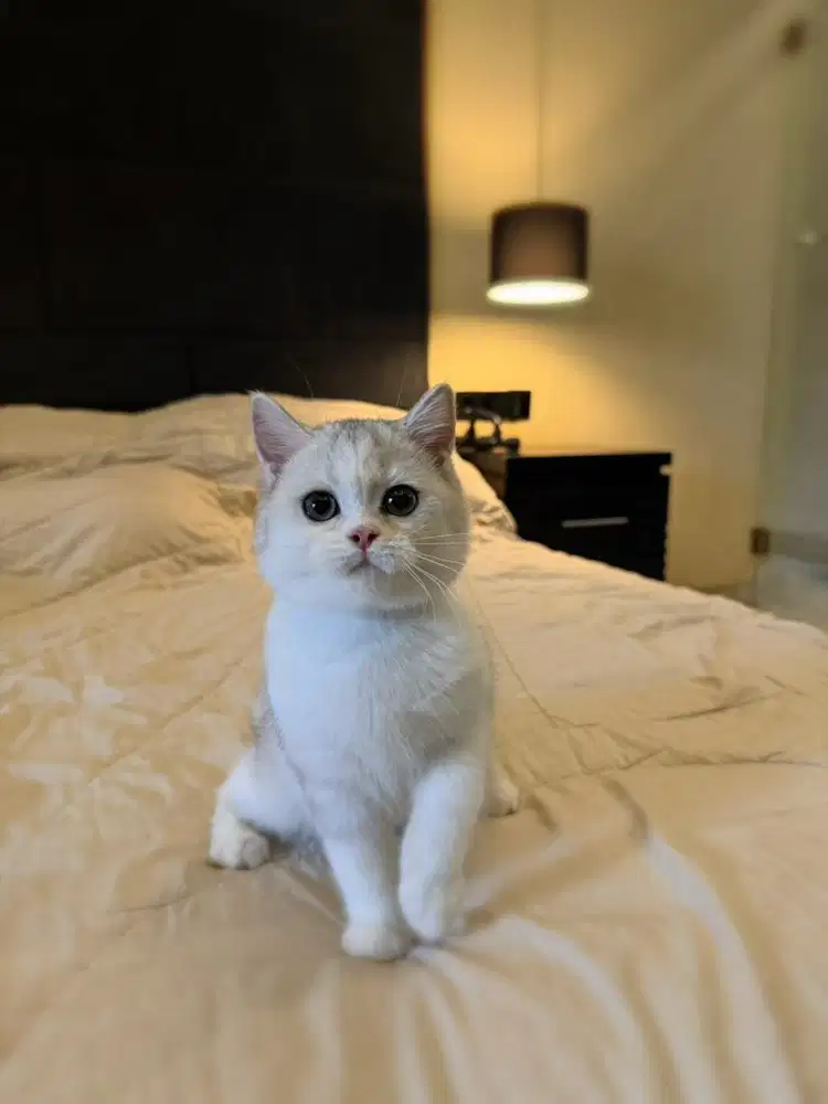 kucing british shorthair bsh