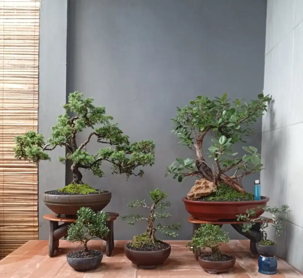 Bonsai hias mini ada 6 pohon