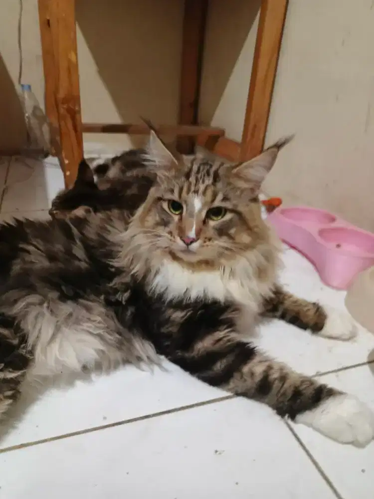 Pacak mainecoon import