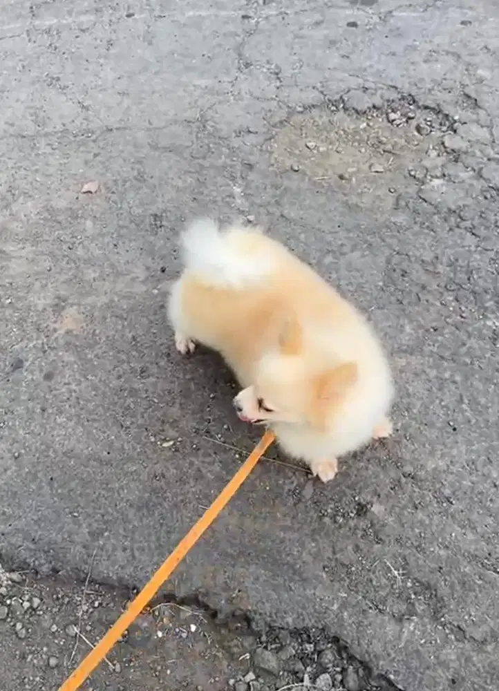 Minipom betina gembul