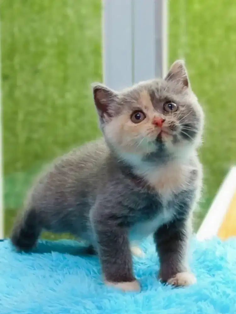 BSH British Shorthair Kitten
