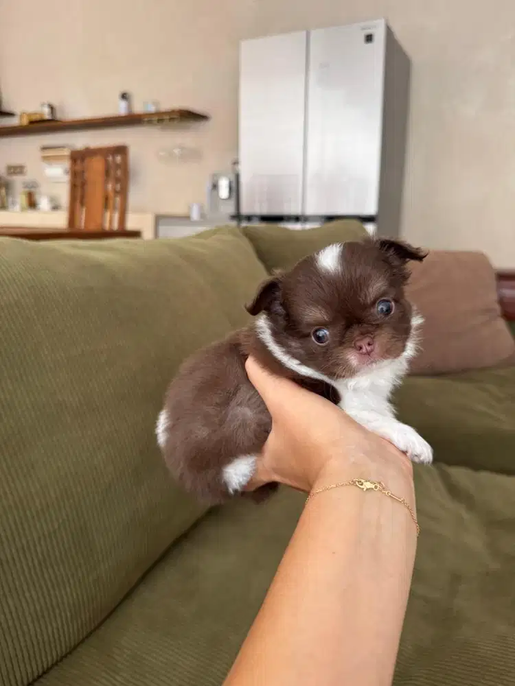 Dijual Anak anjing cihuahua