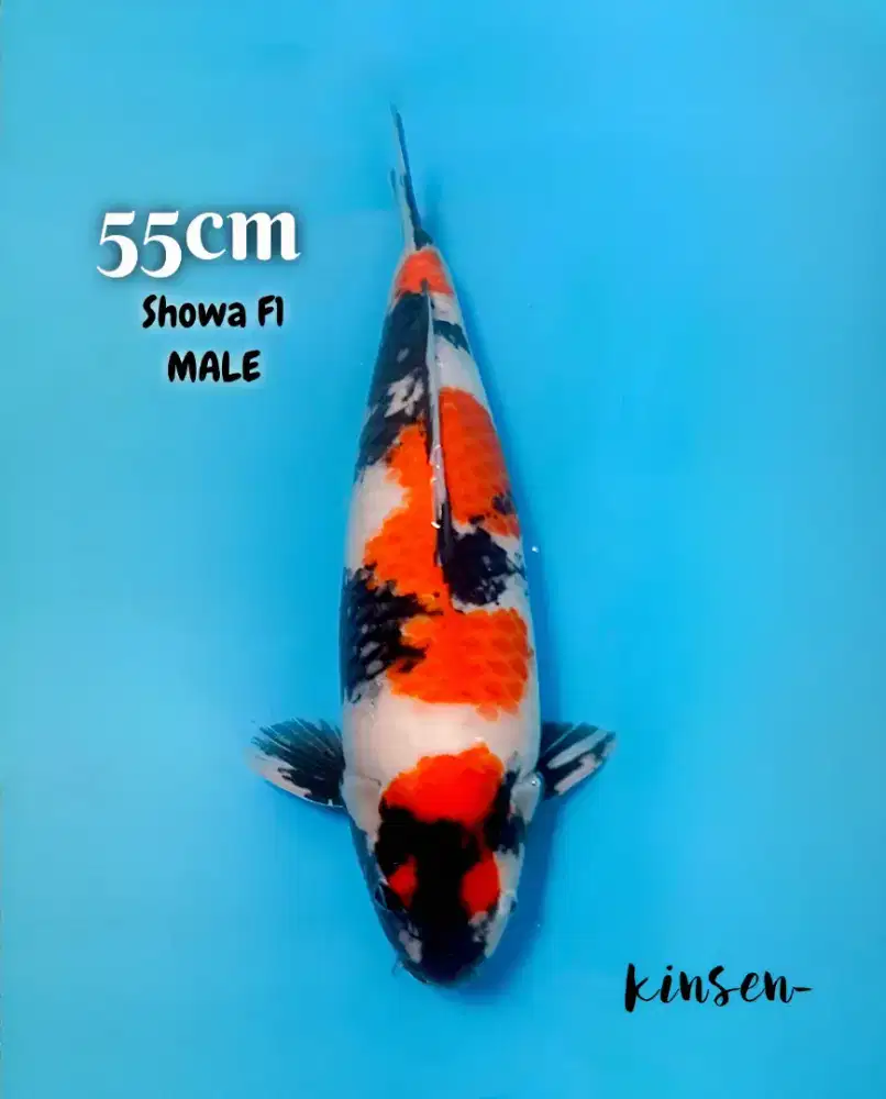 Koi Showa F1 M55cm JANTAN Body Tebal Good Patern High Quality