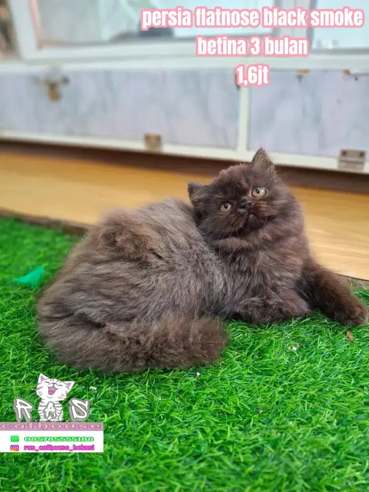 Kucing peaknose munchkin flatnose llucu lucu