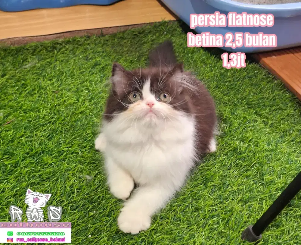 Kucing peaknose munchkin flatnose luucu lucu