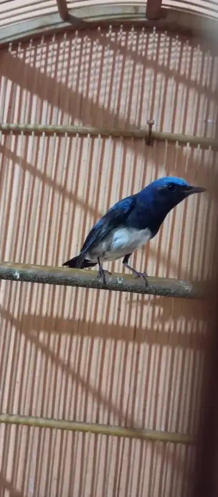Burung sulingan laut rajjn bunyi voll keras