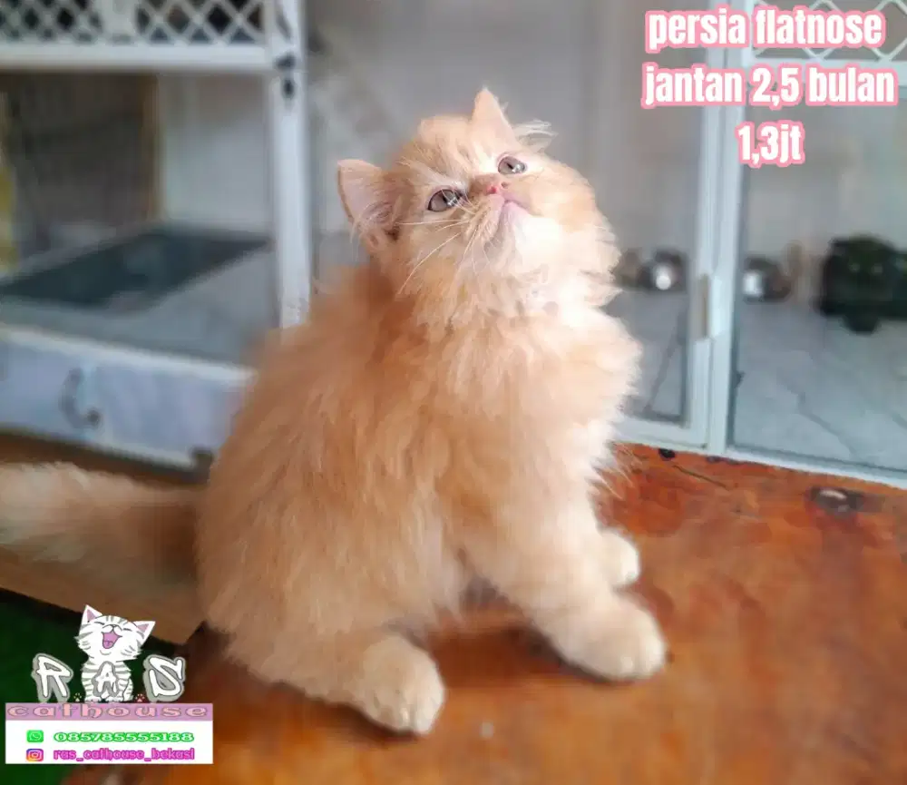 Kucing peaknose munchkin flatnose lucu lucu