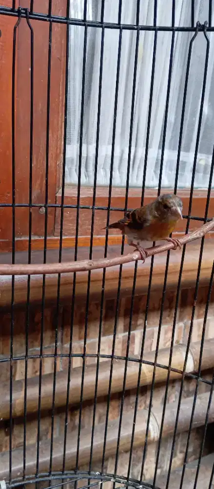 Burung kenari af betina oren loper siskin betina