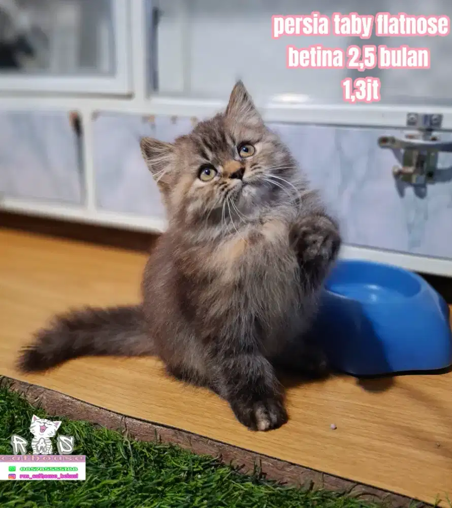 Kucing peaknose munchkin flatnose lucu lucu