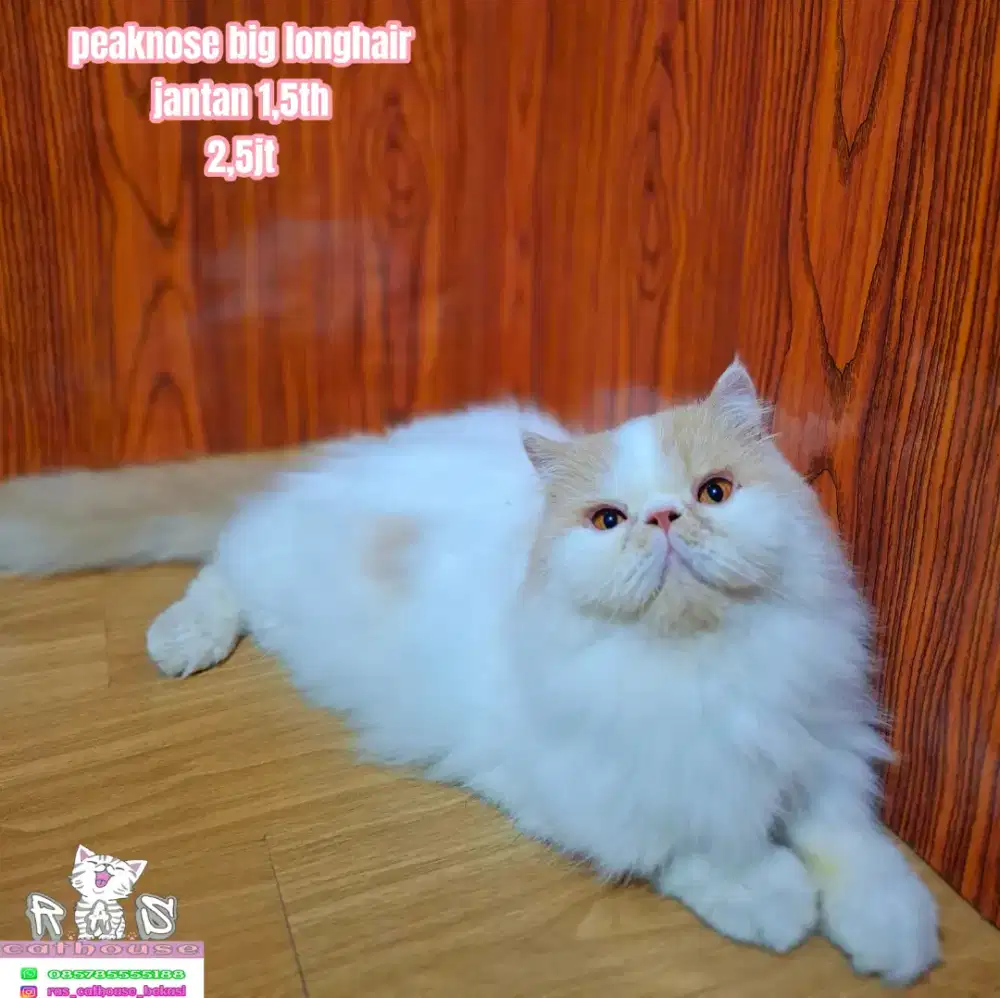 Kucing peaknose munchkin flatnose lucu lucu