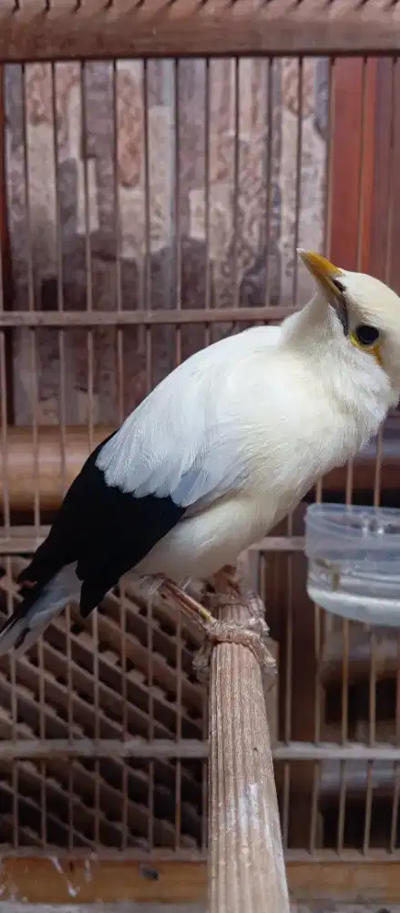 Burung jalak suren