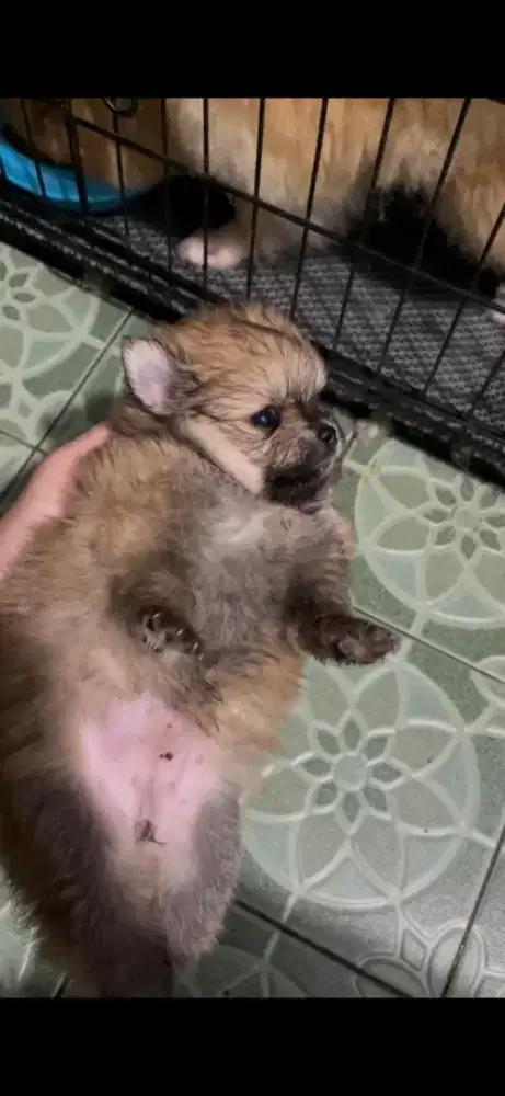 Pomeranian pomerian minipom mini pom anjing