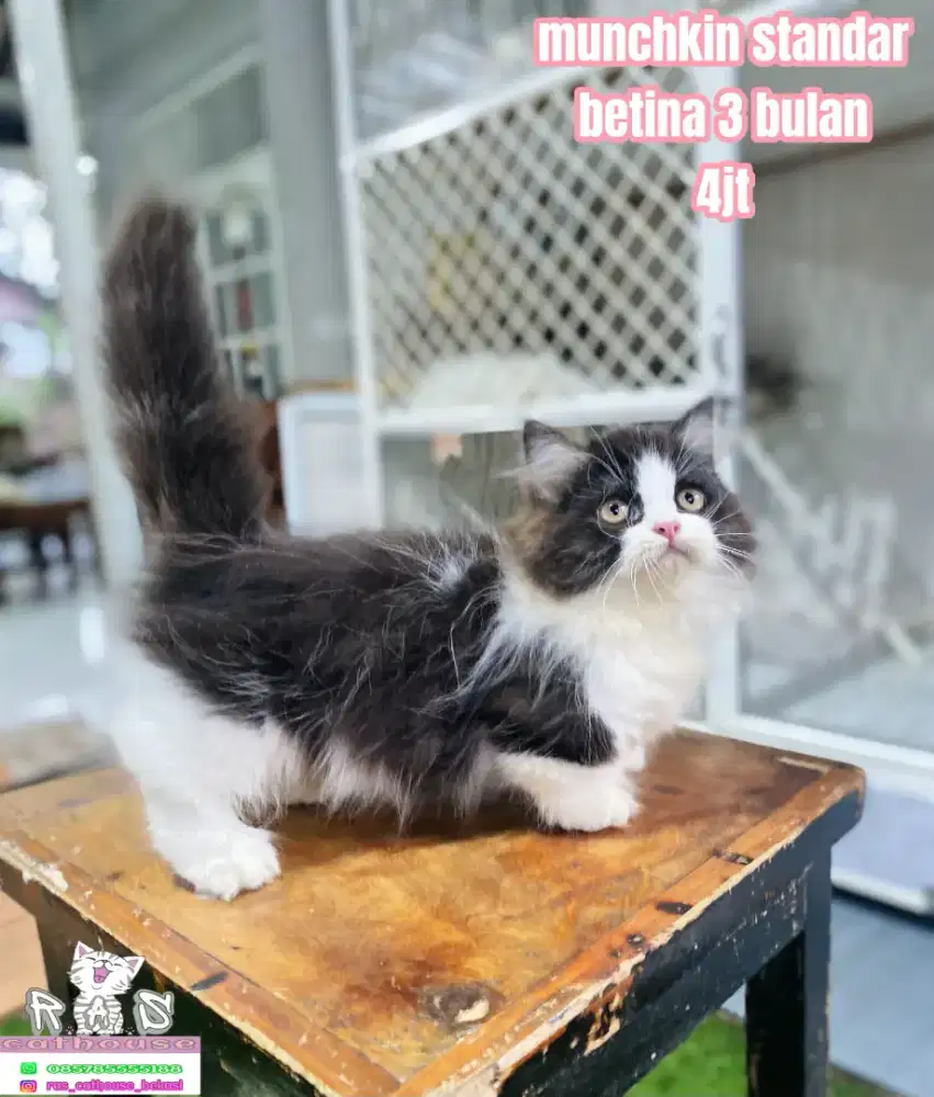 Kucing peaknose munchkin flatnose lucu lucu