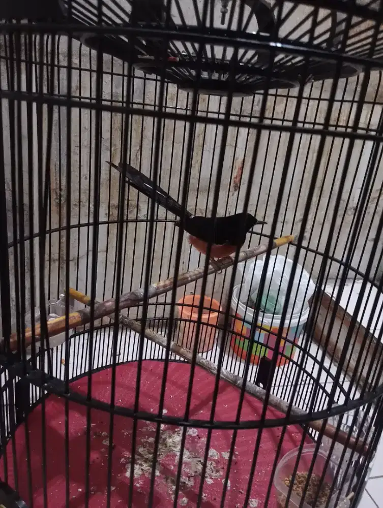 Murai fullset edisi mau mudik PE 19 harian rajin