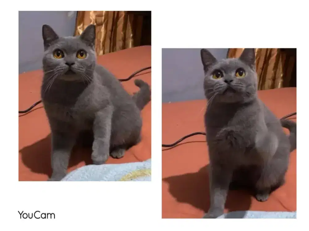 BSH Blue Solid Betina