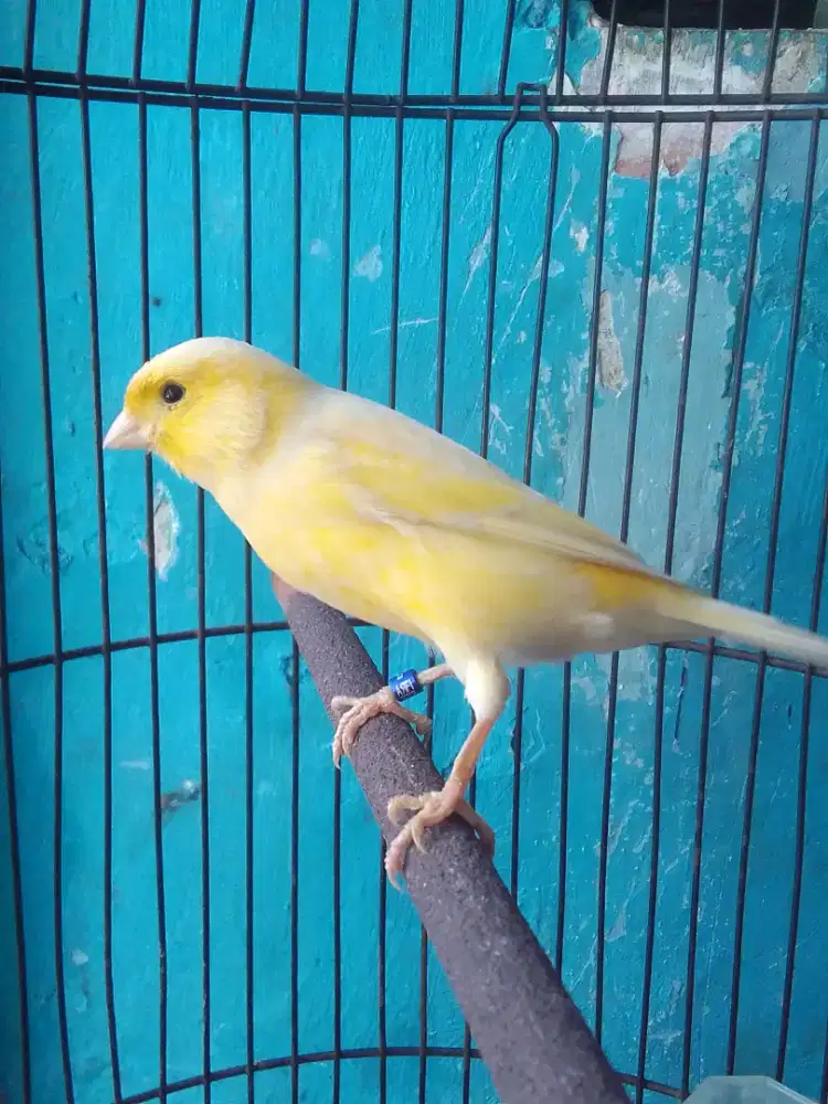 KENARI TADI NYA GACOR SEKARANG ABIS SELESAI MABUNG UDAH MULAI NGERIWIK