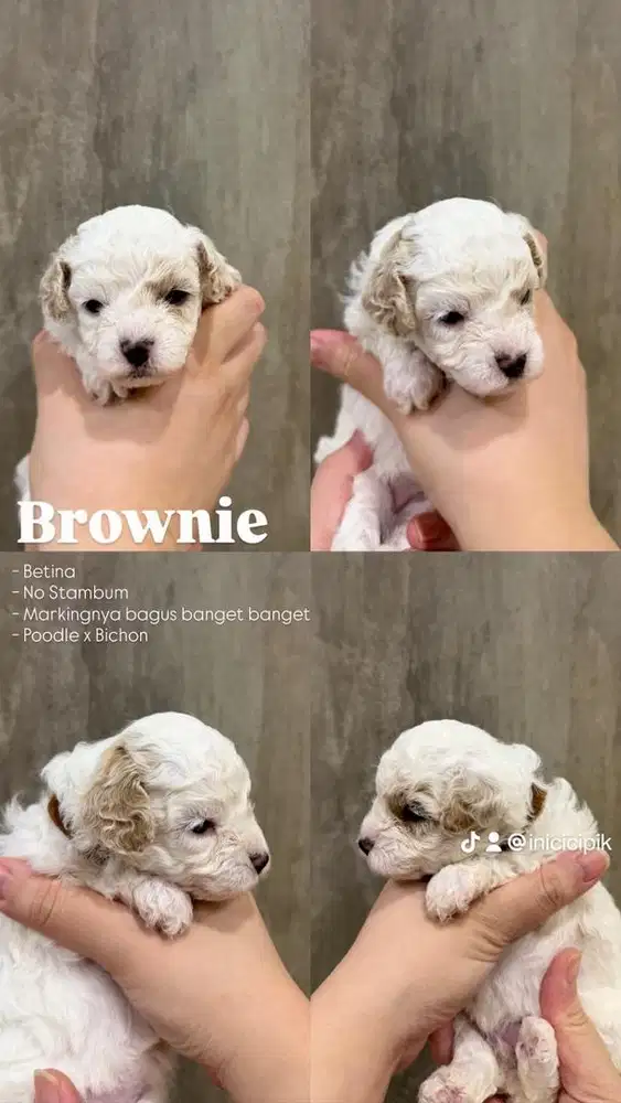 Poodle x bichon poochon for sale dijual open adopt