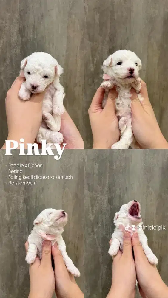 Poodle x bichon Poochon open adopt anjing
