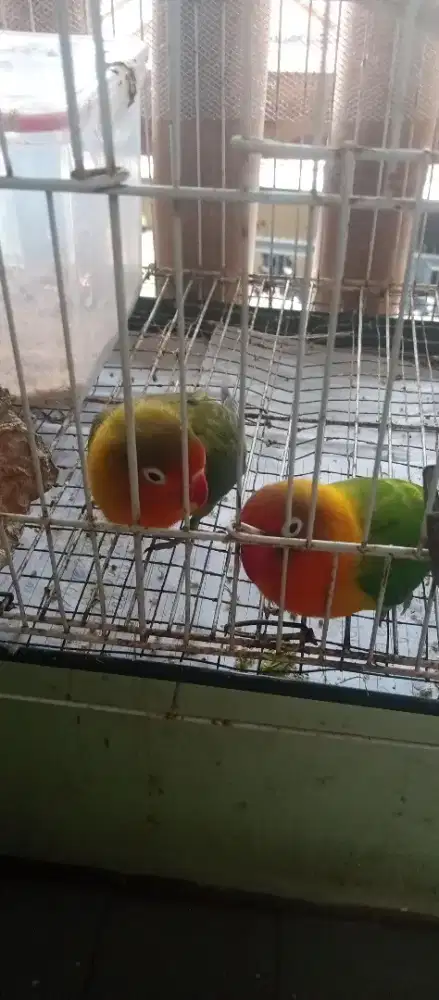 Burung Lovebird sepasang sehat murah berkualitas