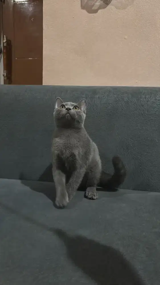 Kitten BSH siap adopt