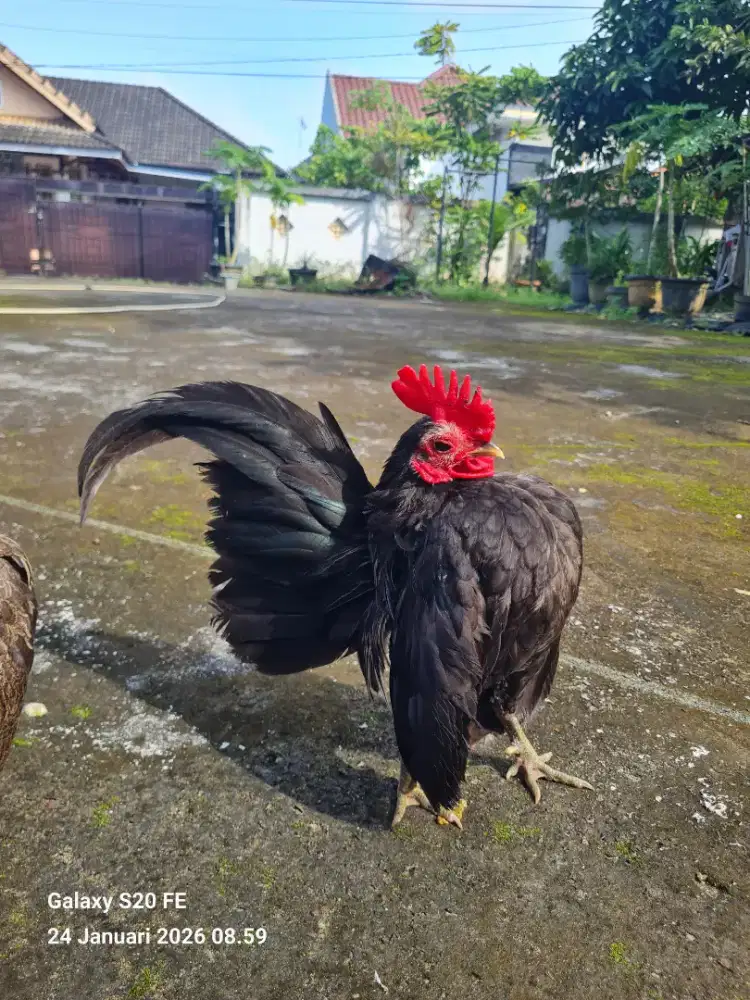 Ayam Serama Jantan
