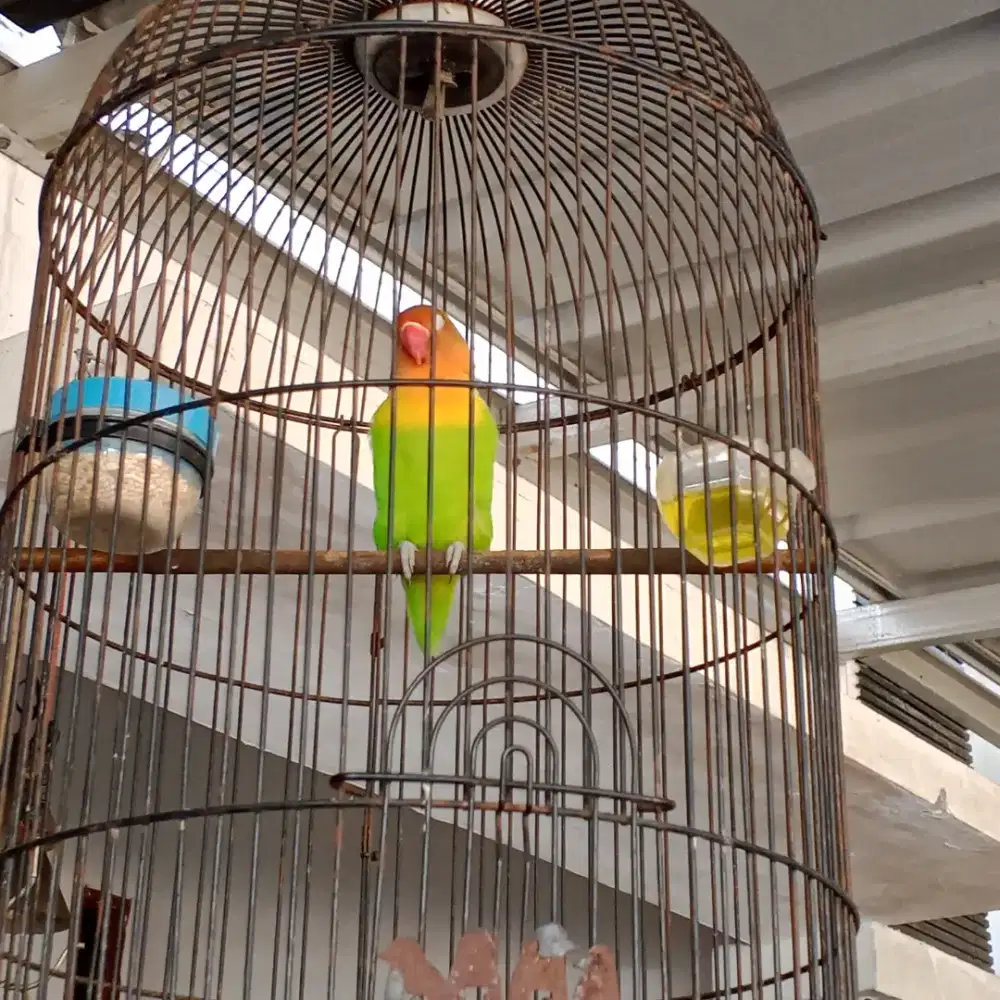 Jual LB Dewasa full set