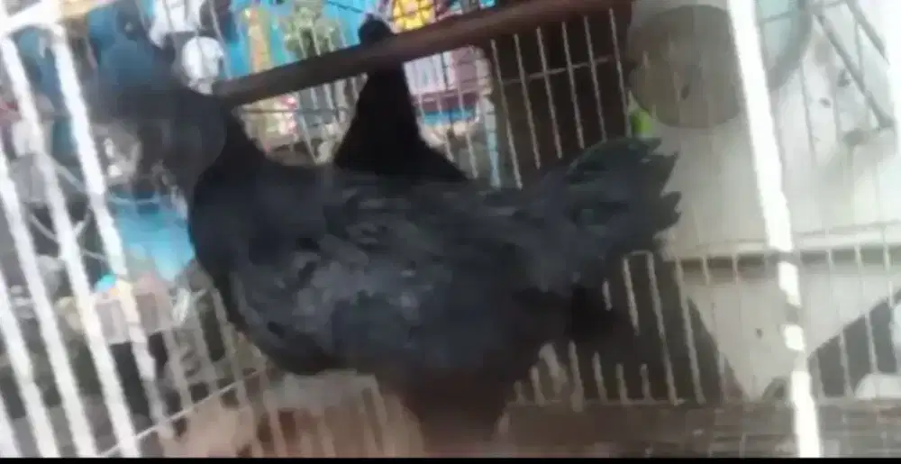 Ayam cemani sepasng siapan