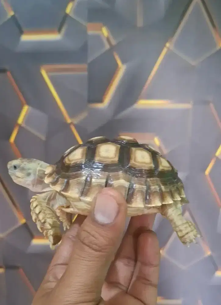 SUKCATA MOCCA MODE AMAN 9-10 CM