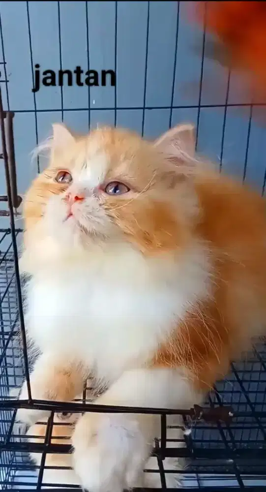 Kucing Persia Flatnose