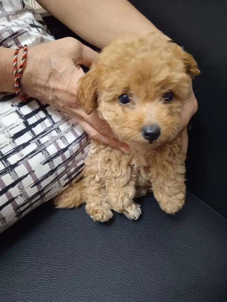 poodle jantan 2bulan