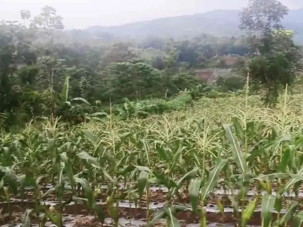 JUAL TANAH MURAH DI CIREUNGHAS KAB SUKABUMI JAWA BARAT