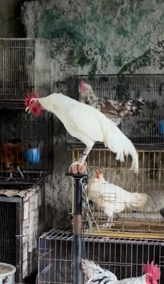 ayam ketawa durasi panjang warna putih