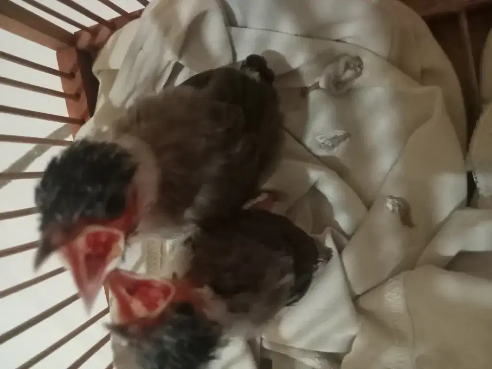 Burung kutilang satu sarang isi dua. Jual burungnya saja.