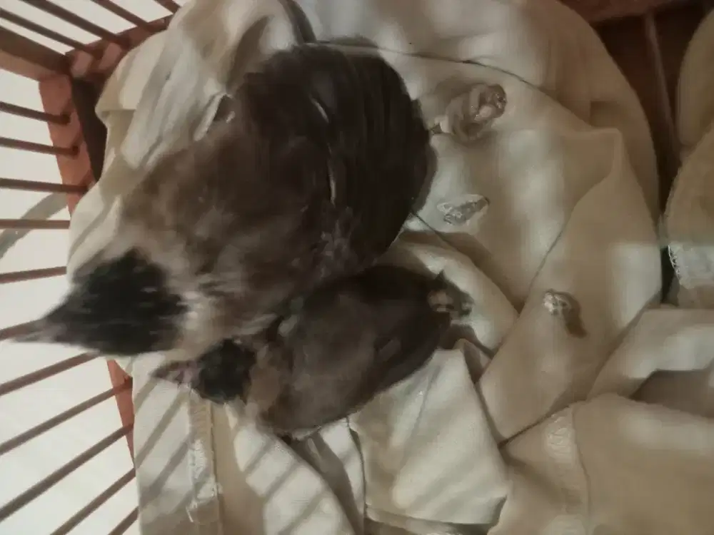 Anakan burung kutilang satu sarang isi dua. Jual burungnya saja