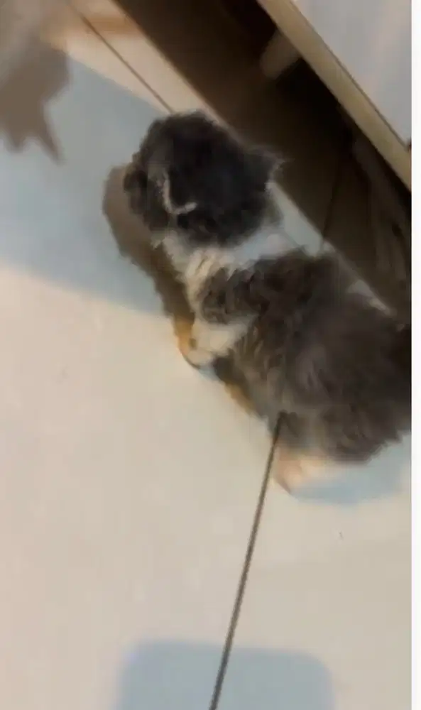 kucing kitten munchkin 1bulan 1 minggu