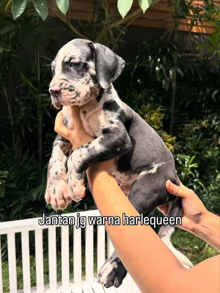 Greatdane Harlequeen Merle Jantan